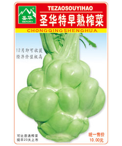 圣華特早熟榨菜