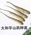 山藥苗|山藥種苗|山藥嘴子|山藥