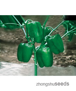 中椒7號(hào)