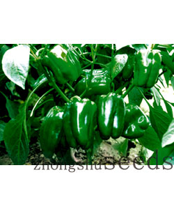 中椒5號(hào)