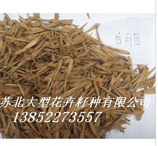 供應(yīng)細(xì)葉欖人種子，秋楓種子，幌傘楓種子，海南紅豆種子，美異木