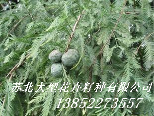 供應(yīng)幌傘楓種子，海南紅豆種子，美異木棉種子，細(xì)葉欖人種子，秋