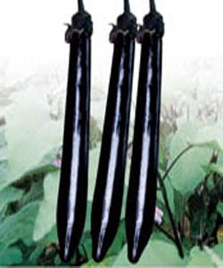 長(zhǎng)川