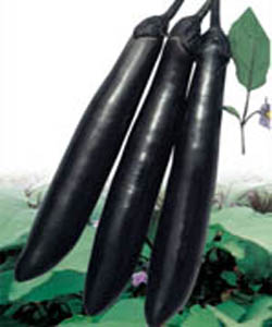 黑峰大長(zhǎng)