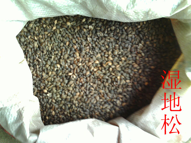 桂花種子，紅楓種子