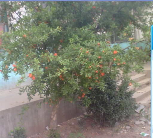 花石榴