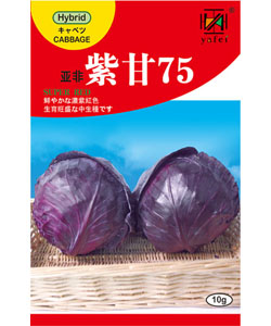 亞非紫甘75