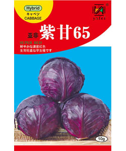 亞非紫甘65