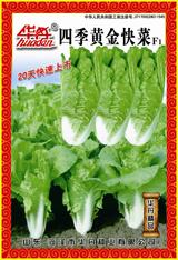 四季黃金快菜
