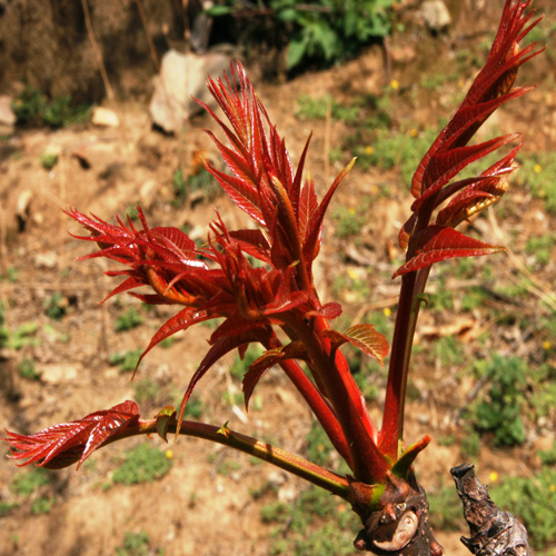 香椿種子|紅油香椿種子|香椿芽種子 香椿苗 香椿價格 香椿樹