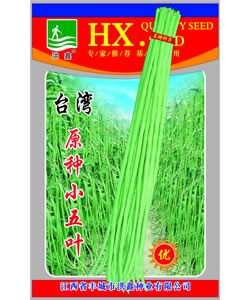 原種小五葉