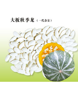 大板秋季龍