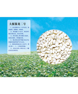 大板銀龍二號(hào)籽用南瓜