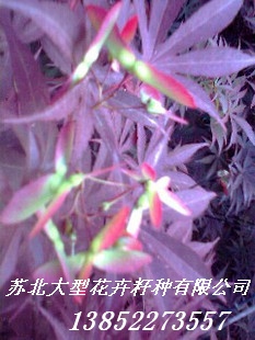 批發(fā):黃花梨種子，桂花種子，樂昌含笑種子，黃花風(fēng)鈴木種子