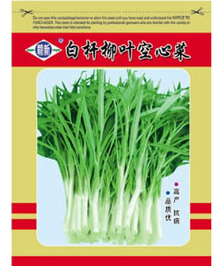 白桿柳葉空心菜