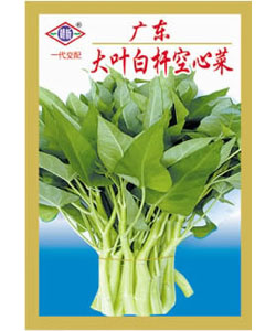 大葉白桿空心菜