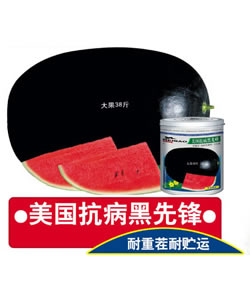 美國抗病黑先鋒