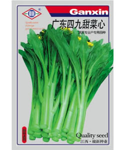 廣東四九甜菜心