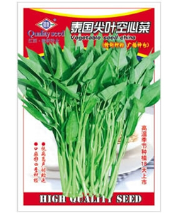 泰國尖葉空心菜