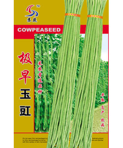 極早玉豇