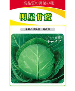 明星甘藍(lán)