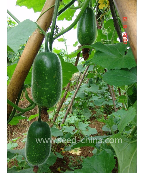 夏綠節(jié)瓜(Xialu chieh-qua)