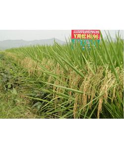 Y兩優(yōu)696