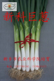 新科巨蔥