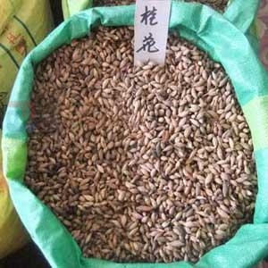 新貨低價(jià)出售桂花種子.紅豆杉種子.藍(lán)花楹種子等