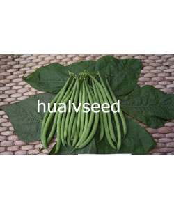 華綠4號青刀豆