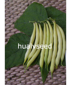 黃莢一號青刀豆