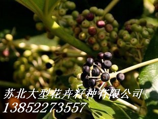 供應(yīng)沙藏紅豆杉種子,美國改良紅楓種子,桂花種子,藍(lán)花楹種子,八角金盤種子
