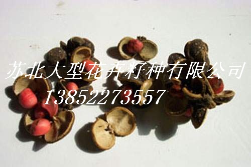 銷售紅葉石楠種子,紅花繼木種子,紅楓種子,紅豆杉種子,金邊麥冬種子,含笑種子