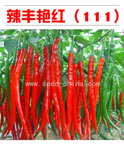 辣豐艷紅（111）