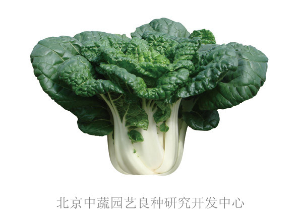玉白一號(hào)
