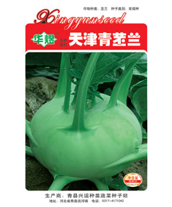 青苤蘭-
