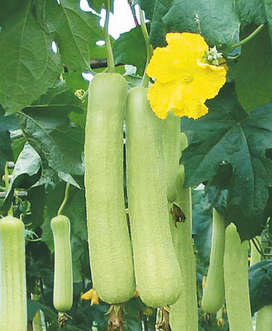 亞華白玉