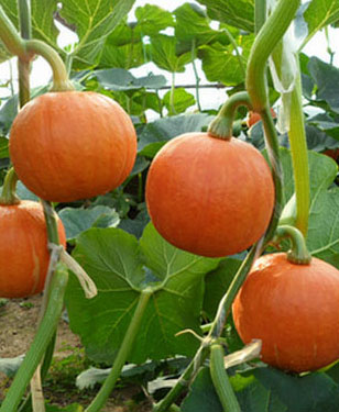 紅勝二號(hào)