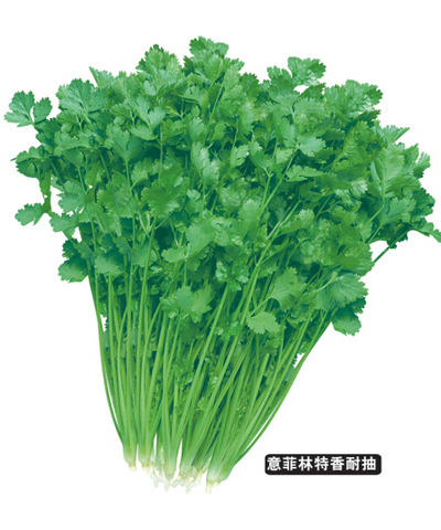 泰麗四季耐抽芫荽