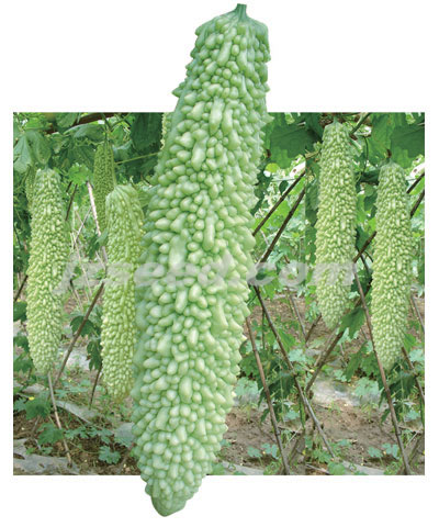 楚科美華