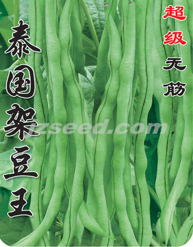 泰國架豆王