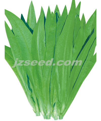 泰麗抗熱無斑甜油麥