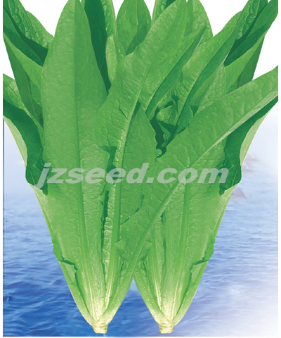 快大高產(chǎn)油麥