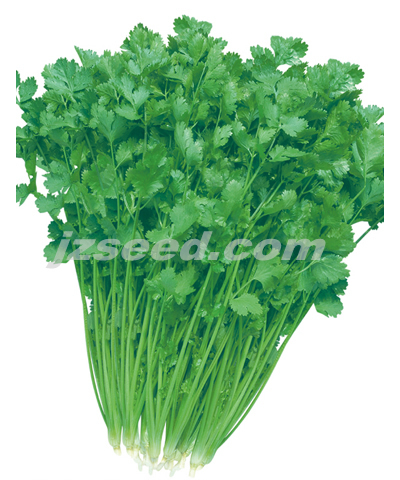 意菲林特香濃耐抽芫荽