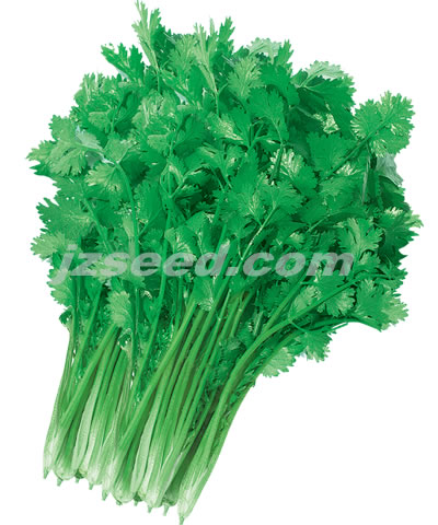 澳麗369芫荽