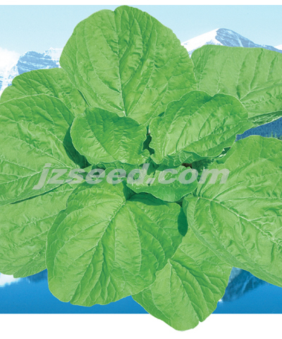 泰國(guó)金黃莧菜