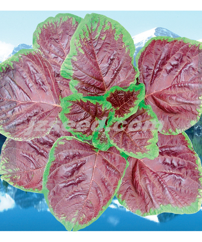 楚園大紅莧菜