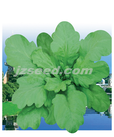 泰麗大葉茼蒿