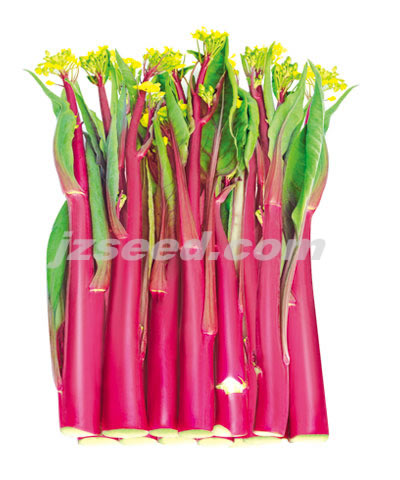 紫菱十一號(hào)