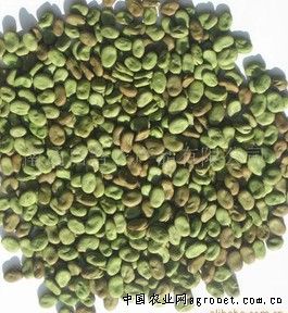 胡豆，蠶豆，成胡10號，成胡14號